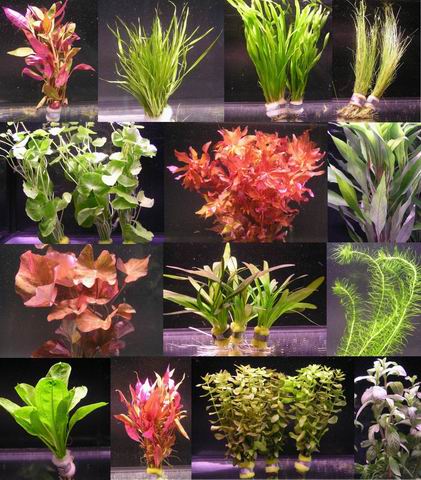 über 120 Aquarium-Pflanzen - großes buntes Sortiment für 200 Liter Aquarium von WFW wasserflora