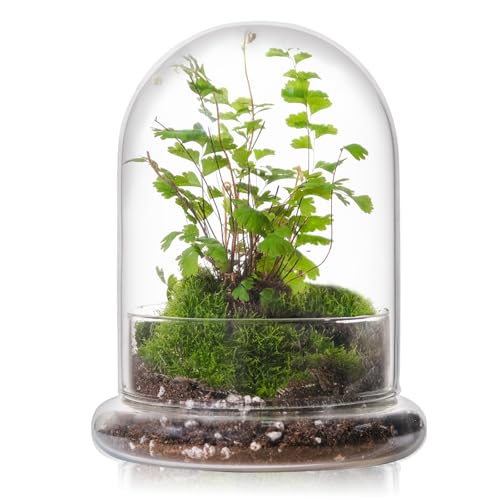 WHJY Glasglocke für Zimmerpflanzen, kleines Terrarium mit Luftloch, Glasglocke mit Sockel, Mini-Glocke mit Sockel, 15,2 cm WHJY Glasglocke für Zimmerpflanzen, kleines Terrarium mit Luftloch, Glasglocke mit Sockel, Mini-Glocke mit Sockel, 15,2 cm von WHJY