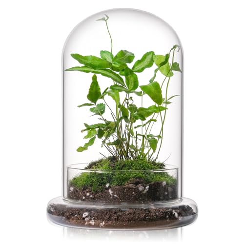WHJY Glasglocke für Zimmerpflanzen, kleines Terrarium mit Luftloch, Glasglocke mit Sockel, Mini-Glocke mit Sockel, 20,3 cm von WHJY