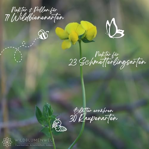 Gewöhnlicher Hornklee | Lotus corniculatus in Bio-Qualität (torffrei), TOP Wildbienen- und Schmetterlingspflanze, Kübel geeignet, im 0,69L Topf, Wildpflanze, liebevolle Handarbeit (10er Set) von WILDBLUMENWELT