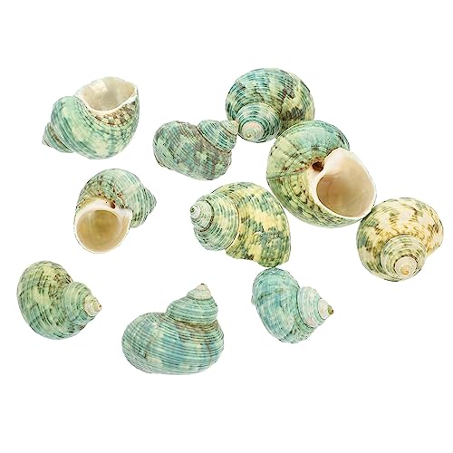 WOONEKY 10 Stück Dekorationen für Aquarien Natürliche Conch Ornamente für Fisch Tanks und Schön für und Aquarienlandschaften WOONEKY 10 Stück Dekorationen für Aquarien Natürliche Conch Ornamente für Fisch Tanks und Schön für und Aquarienlandschaften von WOONEKY