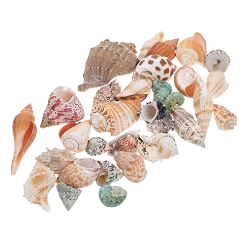 WOONEKY Dekorative für Aquarien Natürliche Conch Dekoration Aquarium Landschaftsdekor für Fischbehälter und Wohnräume WOONEKY Dekorative für Aquarien Natürliche Conch Dekoration Aquarium Landschaftsdekor für Fischbehälter und Wohnräume von WOONEKY