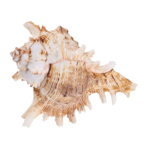 WOONEKY Natürliche Conch Blumentopf Aquarium Dekoration Langlebig Atmungsaktiv für Fischbecken und Pflanzen Geeignet für Haus Büro Grünpflanzen Zufällige Farbe Zufällige Farbe von WOONEKY