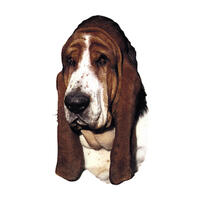 Großer Aufkleber, 2er Packung [Basset Hound] von WORLD STICKERS K.H.S.Dekal