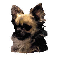 Großer Aufkleber, 2er Packung [Chihuahua] von WORLD STICKERS K.H.S.Dekal