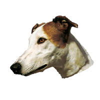 Großer Aufkleber, 2er Packung [Greyhound, braun/weiß] von WORLD STICKERS K.H.S.Dekal