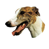 Großer Aufkleber, 2er Packung [Greyhound, brindle] von WORLD STICKERS K.H.S.Dekal