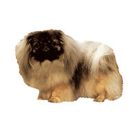 Großer Aufkleber, 2er Packung [Pekinese] von WORLD STICKERS K.H.S.Dekal