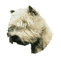 Großer Aufkleber, 2er Packung [West Highland White Terrier, Kopf] von WORLD STICKERS K.H.S.Dekal