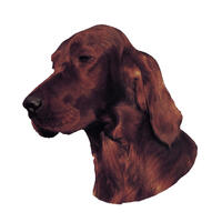 Kleine Aufkleber 4er Packung [Irish Setter] von WORLD STICKERS K.H.S.Dekal