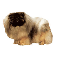 Kleine Aufkleber 4er Packung [Pekinese] von WORLD STICKERS K.H.S.Dekal