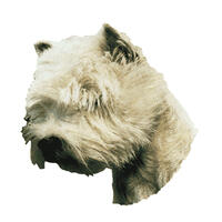 Kleine Aufkleber 4er Packung [West Highland White Terrier, Kopf] von WORLD STICKERS K.H.S.Dekal