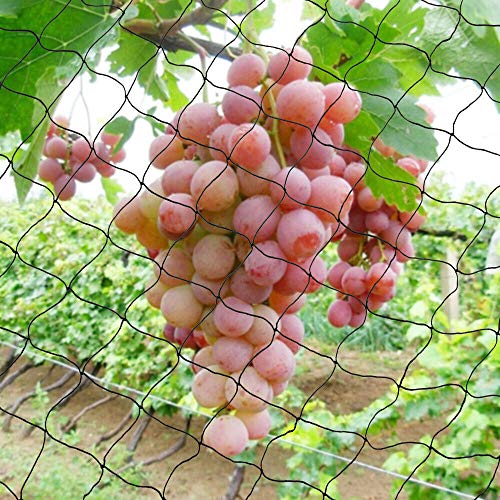 WSIKGHU Vogelschutznetz Vogelnetz Pflanzennetz Teichnetz Gartennetz für Garten 30X15m/100X50ft Mesh Size 5X5cm Vogelschutznetz Engmaschig Erntenetz für Obstbäume WSIKGHU Vogelschutznetz Vogelnetz Pflanzennetz Teichnetz Gartennetz für Garten 30X15m/100X50ft Mesh Size 5X5cm Vogelschutznetz Engmaschig Erntenetz für Obstbäume von WSIKGHU