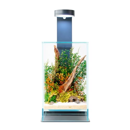 WabiFlur Stabilisiertes Terrarium Sparoza aus extraklarem Glas, komplett mit Licht und Ständer, stabilisierte Blumen, natürliche Dekoration, elegant, wartungsfrei, für Zuhause, Büro und Geschenkideen von WabiFlur