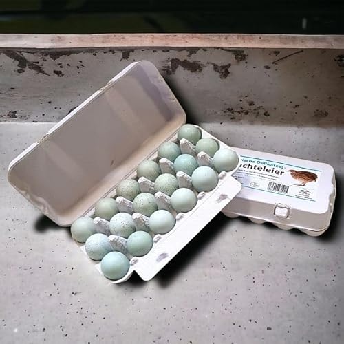 Delikatess Celadon Wachteleier Speiseeier 18 Stück von WachtelGlück