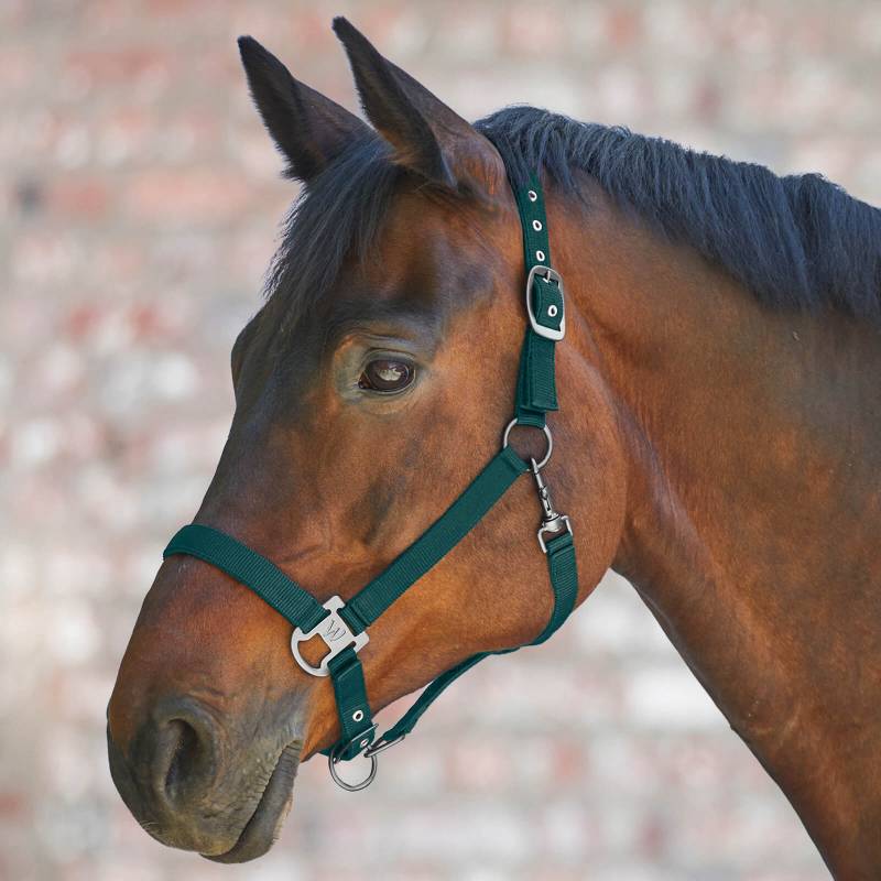 Waldhausen Halfter Gloomy Tannengrün, Pony von Waldhausen