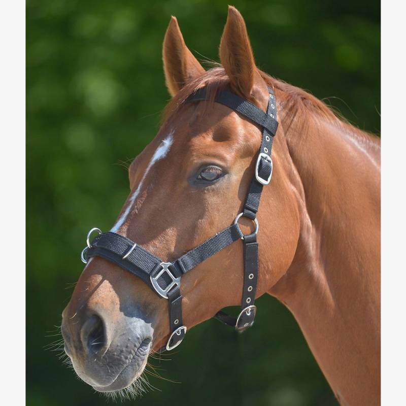 Waldhausen Kappzaum Economic schwarz Gr. Pony Waldhausen Kappzaum Economic schwarz Gr. Pony von Waldhausen