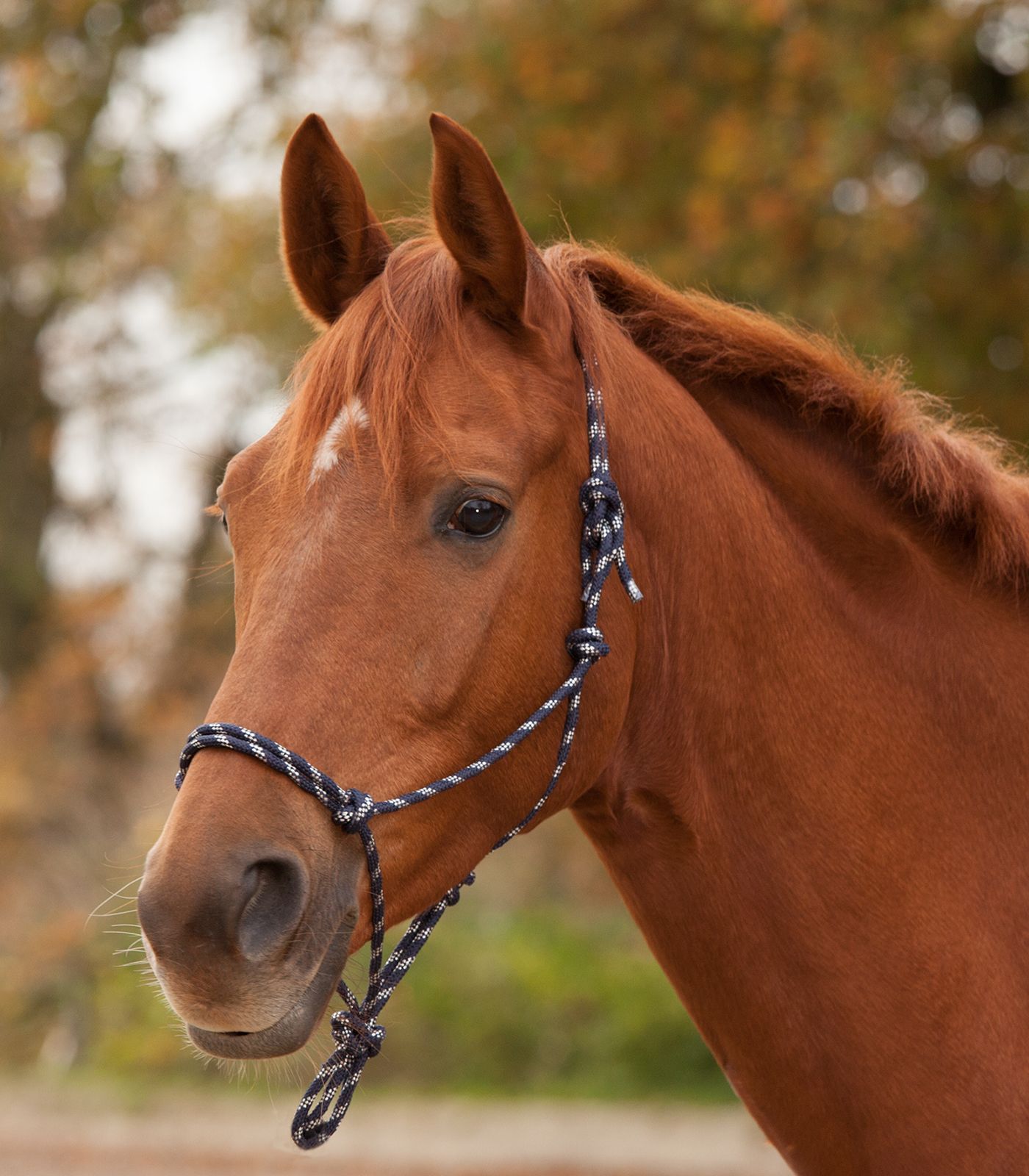 Waldhausen Knotenhalfter nachtblau/silber, Pony von Waldhausen