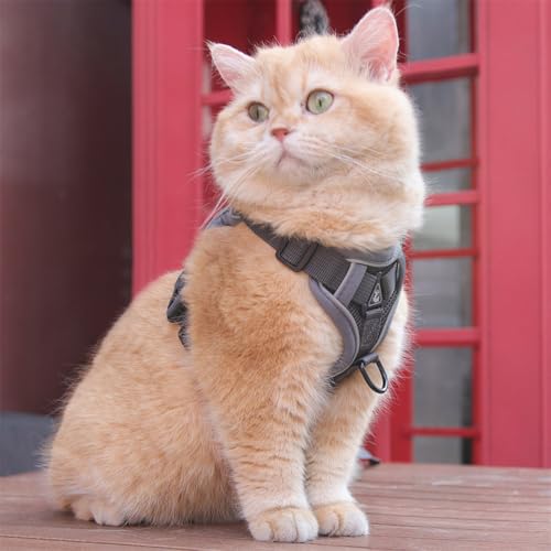 Wanym Katzengeschirr Mit Leine Ausbruchsicher, Softgeschirr für Katze mit Reflektierenden Streifen, Verstellbar Katzenweste Atmungsaktive für Kleine Katzen Kaninchen und Hunde,Grau,L Wanym Katzengeschirr Mit Leine Ausbruchsicher, Softgeschirr für Katze mit Reflektierenden Streifen, Verstellbar Katzenweste Atmungsaktive für Kleine Katzen Kaninchen und Hunde,Grau,L von Wanym