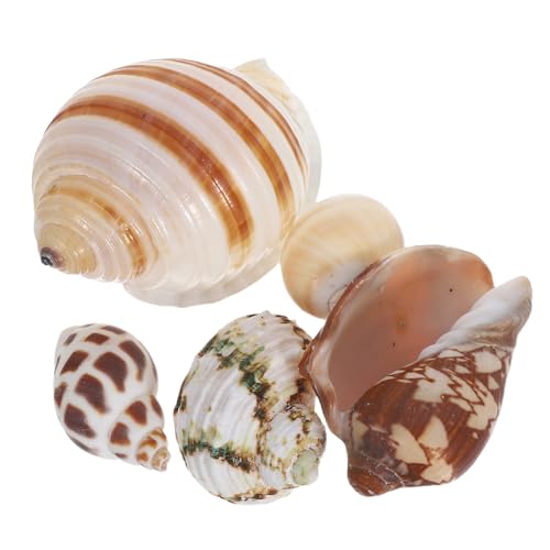 6 Stück Dekoration für Aquarien mit Schneckenhäusern Unterwasserlandschaft für Garnelen und Fische Aquarium Accessoires 6 Stück Dekoration für Aquarien mit Schneckenhäusern Unterwasserlandschaft für Garnelen und Fische Aquarium Accessoires von Warmhm