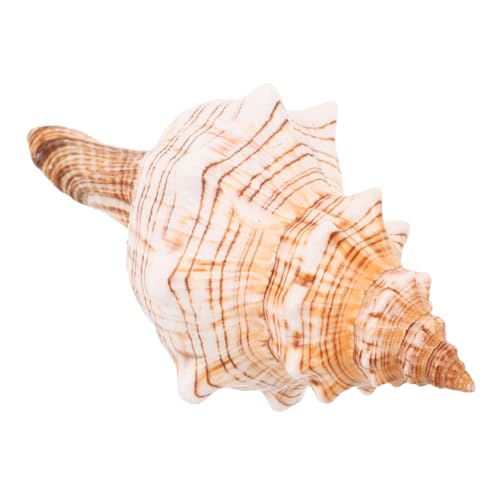 Warmhm Große Natürliche Meeresschnecke Ozeanisches Deko-meeresmotiv Vielseitige Aquarium Blumentopf-verzierung für Sukkulenten Kakteenzubehör Kompakte Tischdekoration Warmhm Große Natürliche Meeresschnecke Ozeanisches Deko-meeresmotiv Vielseitige Aquarium Blumentopf-verzierung für Sukkulenten Kakteenzubehör Kompakte Tischdekoration von Warmhm