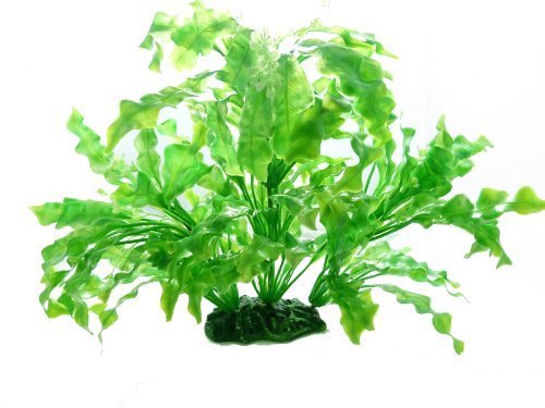 Wasserfarm Terrarium-Pflanze Grün 35cm auf Stein PF107 von Wasserfarm