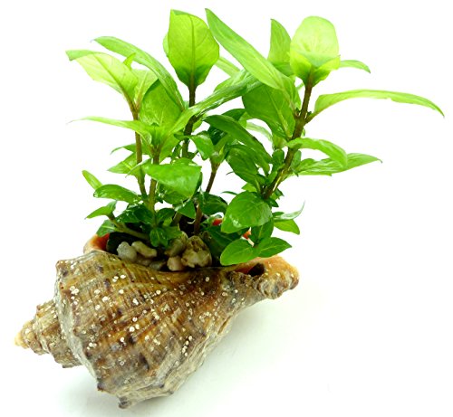 staurogyne repens (Kriechende Staurogyne) Süsswasser Pflanze Seekanne Wasserpflanze Terrarium Pflanze von Wasserfarm
