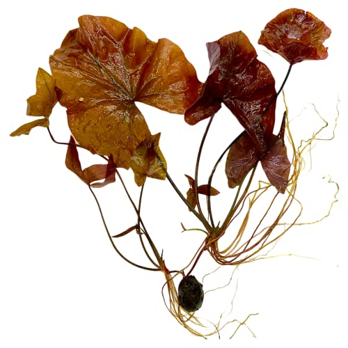 3 Roter Tiger Lotus Knolle, Lotus, Miniteich, Aquarium Wasserpflanze von WaterPlants