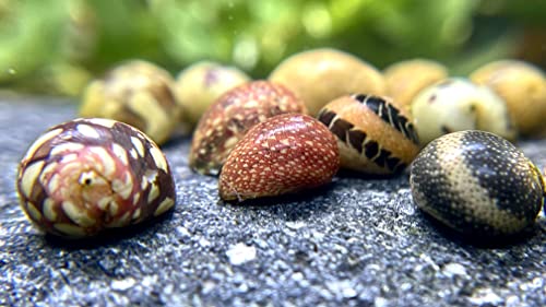 WaterPlants 5 Fancy Geweihschnecke - Clithon sowerianum, Aquarium Schnecke von WaterPlants