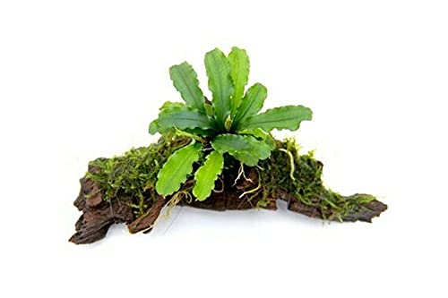 WaterPlants Bucephalandra spec. Wavy Leaf auf Wurzel, Mangrovenwurzel, Wasserpflanze, Mehrfarbig von WaterPlants