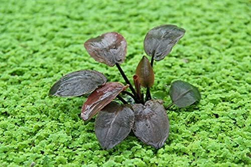 WaterPlants Lagenandra Meeboldii red, Wasserpflanze, Aquarium Pflanze, Fast wie Anubias, Mehrfarbig von WaterPlants