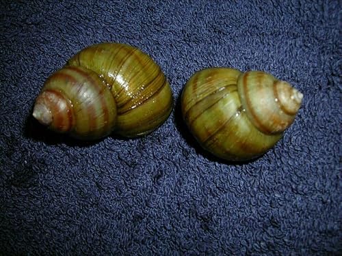 Sumpfdeckelschnecke, Teich Tiere, Gegen Algen im Gartenteich und Aquarium, 10 Stück Sumpfdeckelschnecke, Teich Tiere, Gegen Algen im Gartenteich und Aquarium, 10 Stück von WaterPlants