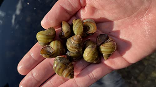 Sumpfdeckelschnecke, Teich Tiere, Gegen Algen im Gartenteich und Aquarium, 3 Stück von WaterPlants