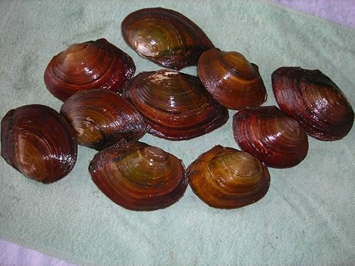 Teichmuschel Set, 10 Stück, Bio Teichfilter, super gegen Algen,6-9cm groß Teichmuschel Set, 10 Stück, Bio Teichfilter, super gegen Algen,6-9cm groß von WaterPlants