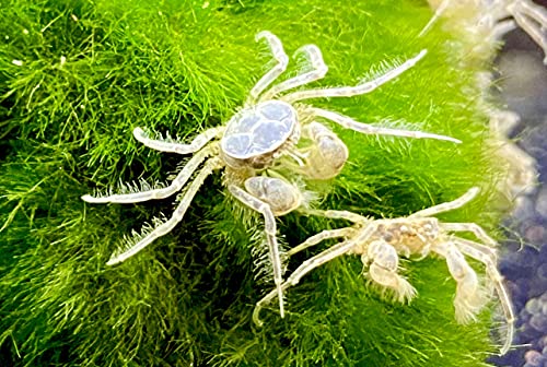 WaterPlants 3 Microkrabben - Limnopilos nayanetri , Micro Krabbe von WaterPlants