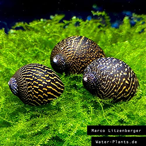 WaterPlants 5 Mosaik Rennschnecken, Algenfresser/Stück 1,99€ WaterPlants 5 Mosaik Rennschnecken, Algenfresser/Stück 1,99€ von WaterPlants