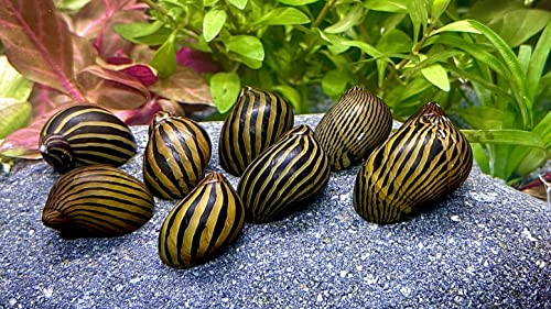 WaterPlants 5 Zebra Rennschnecken, Algenfresser, Aquarium Schnecke von WaterPlants