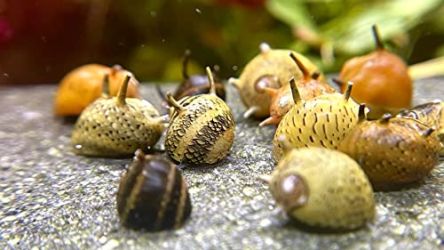 WaterPlants Geweihschnecke - Clithon, Aquarium Schnecke, Algen Vernichter, Bunte Geweih Schnecke WaterPlants Geweihschnecke - Clithon, Aquarium Schnecke, Algen Vernichter, Bunte Geweih Schnecke von WaterPlants