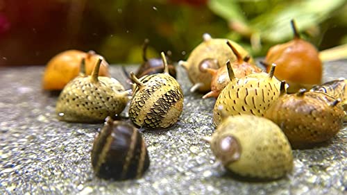 WaterPlants Geweihschnecke - Clithon, Aquarium Schnecke, Algen Vernichter, Bunte Geweih Schnecke von WaterPlants