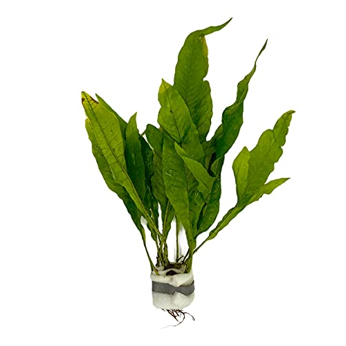 WaterPlants Javafarn, Microsorum pteropus, Barsch, Robust, Wasserpflanze, Aquarium Grün von WaterPlants