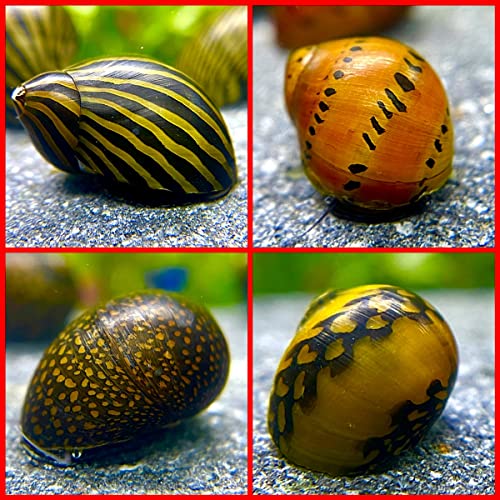 WaterPlants Rennschnecken Mix, Aquarium Rennschnecke, 8 Stück je Sorte 2 Stück WaterPlants Rennschnecken Mix, Aquarium Rennschnecke, 8 Stück je Sorte 2 Stück von WaterPlants