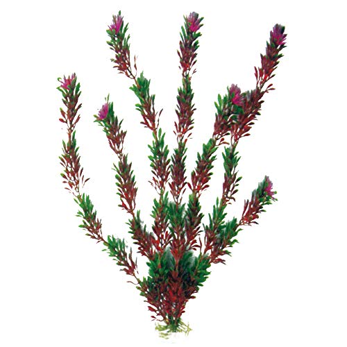 Wave A8011182 Plant Classic Bicolour, Größe : S, 12 cm von Wave