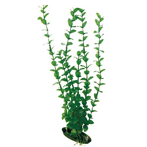 Wave A8011246 Plant Classic Rotala, 12 cm von Amtra