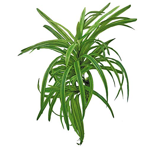 Wave A8011408 Plant Replica Drac, 25 cm von Wave