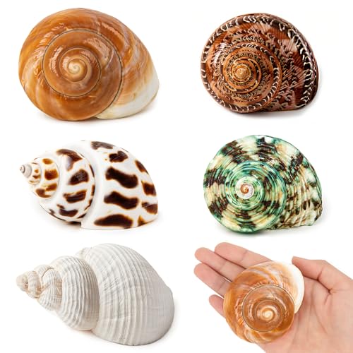 5 Stück mittelgroße und große Einsiedlerkrebs-Muscheln | natürliche Meeresmuschel Größe 5,6 cm – 8,6 cm, Öffnungsgröße 3,8 cm – 5,1 cm | Turbo-Muscheln für Einsiedlerkrebs und Stranddekoration, von WeDoSoy