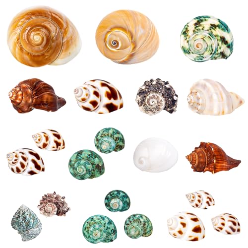 Einsiedlerkrebs-Muscheln, verschiedene natürliche Muscheln, Größe 3,3 cm - 8,1 cm, Wachstums-Turbo für kleine bis mittelgroße und große Krabben, Salzwasser-Einsiedlerkrebs-Zubehör und Muschel als Einsiedlerkrebs-Muscheln, verschiedene natürliche Muscheln, Größe 3,3 cm - 8,1 cm, Wachstums-Turbo für kleine bis mittelgroße und große Krabben, Salzwasser-Einsiedlerkrebs-Zubehör und Muschel als von WeDoSoy