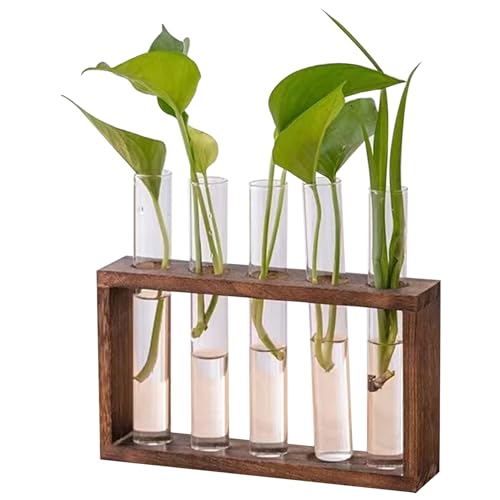 Anlagenvermehrung Station 5 Glaspflanzer mit Holzstillestellen für Pflanzen Desktop/Wandhänge Pflanzen -Terrarium zur Vermehrung von Hydroponikanlagen, Terrarium, Terrarium von Weduspaty