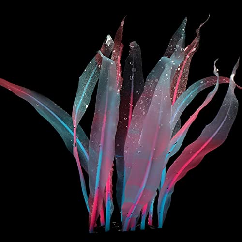 Künstlicher Kelp für Aquarien, weiche Silikonpflanze, Bewegung mit Wasserfluss, 17,8 cm hoch, realistische Algen-Aquari-Dekoration, realistische Aquarium-Pflanze Künstlicher Kelp für Aquarien, weiche Silikonpflanze, Bewegung mit Wasserfluss, 17,8 cm hoch, realistische Algen-Aquari-Dekoration, realistische Aquarium-Pflanze von Wegiwuca