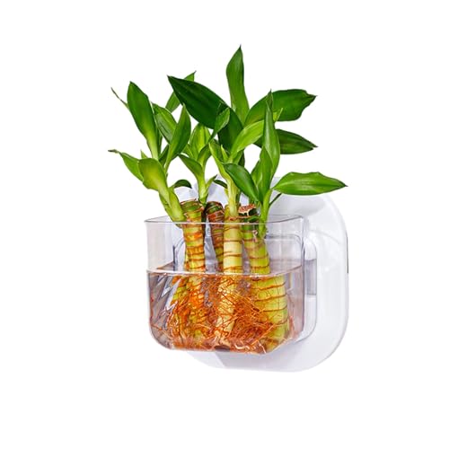 Transparentes Aquarium, Hydrokultur-Pflanzgefäß, Wandmontage, für Hydrokultur-Pflanzen und Dekoration Transparentes Aquarium, Hydrokultur-Pflanzgefäß, Wandmontage, für Hydrokultur-Pflanzen und Dekoration von Wegiwuca