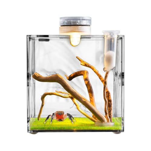 Weqizuerqi 6,5x6.5x6.5cm Reptilien Zuchtbox Springspinnen Gehäuse Springspinne Fütterungsbox Reptilien Terrarium Mit Pipette & Zange Für Spide Skorpion Käfer Gehörnte Frösche Haustierschlangen von Weqizuerqi